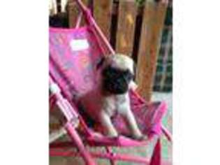 Pug Puppy for sale in Rochelle, VA, USA