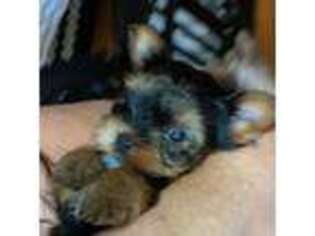 Yorkshire Terrier Puppy for sale in Roseville, CA, USA