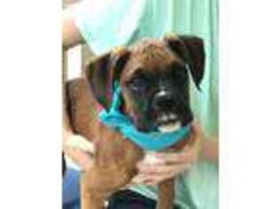 Boxer Puppy for sale in Kernersville, NC, USA