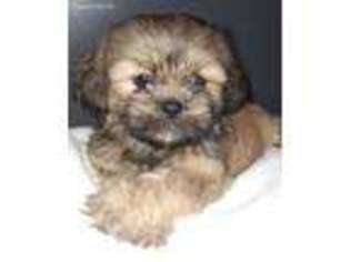 Lhasa Apso Puppy for sale in Bell, FL, USA