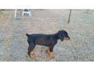 Doberman Pinscher Puppy for sale in Princeton, TX, USA