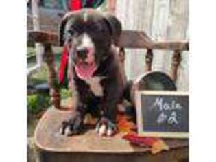 Mutt Puppy for sale in Fairview, MO, USA