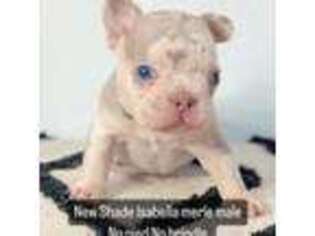 French Bulldog Puppy for sale in Minneapolis, MN, USA