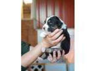Australian Shepherd Puppy for sale in Placerville, CA, USA