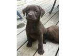 Labrador Retriever Puppy for sale in Liberty, NY, USA