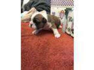 Bulldog Puppy for sale in Lenoir, NC, USA