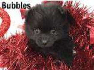 Pomeranian Puppy for sale in Hattiesburg, MS, USA