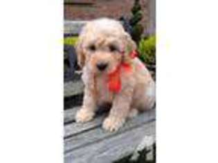 Goldendoodle Puppy for sale in HARRISON, OH, USA