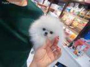 Pomeranian Puppy for sale in Fort Lee, NJ, USA
