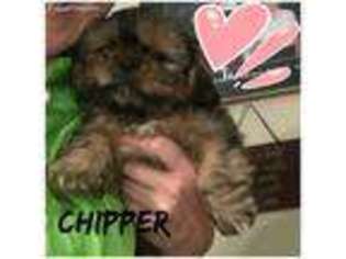 Mutt Puppy for sale in Warren, TX, USA