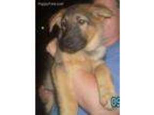 German Shepherd Dog Puppy for sale in West Salem, OH, USA