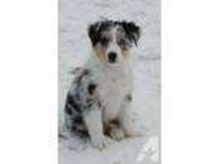 Australian Shepherd Puppy for sale in COTTAGE GROVE, MN, USA