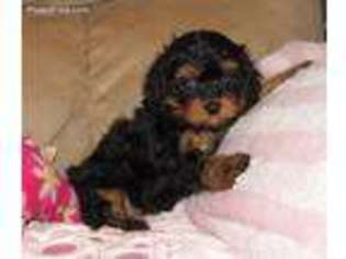 Cavapoo Puppy for sale in Billings, MO, USA