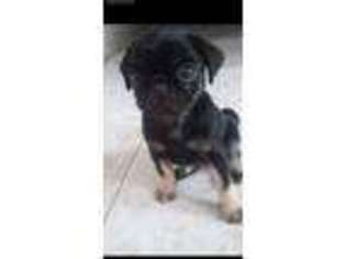 Pug Puppy for sale in San Marcos, TX, USA