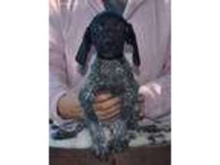 German Shorthaired Pointer Puppy for sale in Gainesville, GA, USA