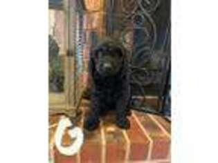 Labradoodle Puppy for sale in Lubbock, TX, USA