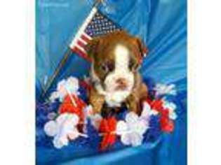 Boston Terrier Puppy for sale in Masonville, IA, USA