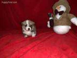 Pembroke Welsh Corgi Puppy for sale in Auburn, IN, USA