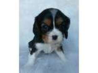 Cavalier King Charles Spaniel Puppy for sale in Holden, MO, USA