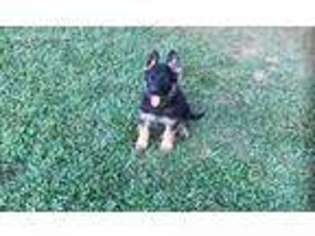 German Shepherd Dog Puppy for sale in Stanford, KY, USA