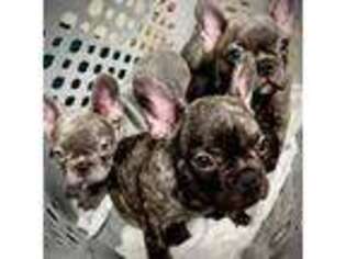 French Bulldog Puppy for sale in Fairport, NY, USA