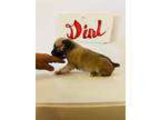 Cane Corso Puppy for sale in Fountain Run, KY, USA