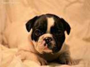 French Bulldog Puppy for sale in Moseley, VA, USA