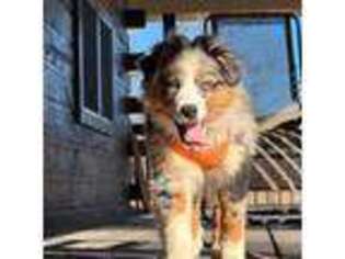 Australian Shepherd Puppy for sale in Hartville, MO, USA