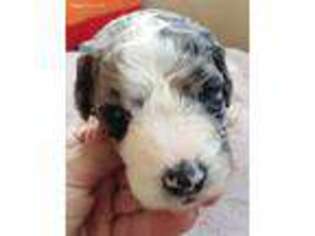 Labradoodle Puppy for sale in Chula Vista, CA, USA