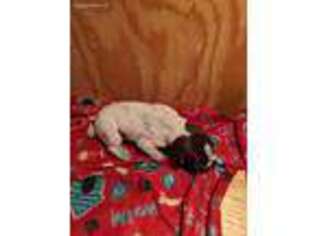 German Wirehaired Pointer Puppy for sale in Evansville, IL, USA