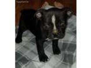 Boston Terrier Puppy for sale in Knox, PA, USA