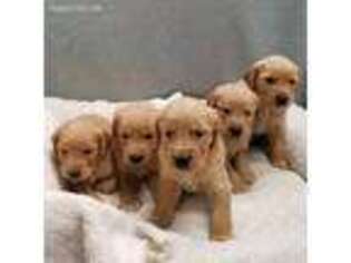 Golden Retriever Puppy for sale in Dallas, TX, USA