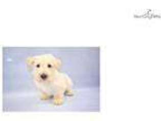 Scottish Terrier Puppy for sale in Saint George, UT, USA