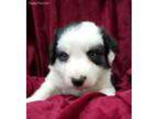 Border Collie Puppy for sale in Atoka, OK, USA