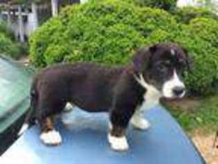 Cardigan Welsh Corgi Puppy for sale in Chesapeake City, MD, USA