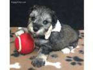 Mutt Puppy for sale in Rockdale, TX, USA