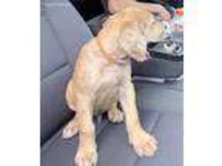 Great Dane Puppy for sale in Miami, FL, USA