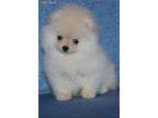Pomeranian Puppy for sale in Sudbury, MA, USA