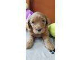 Goldendoodle Puppy for sale in Skokie, IL, USA