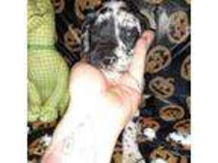 Great Dane Puppy for sale in Marengo, OH, USA