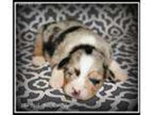 Australian Shepherd Puppy for sale in Lawton, OK, USA