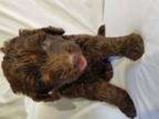 Labradoodle Puppy for sale in SANFORD, NC, USA