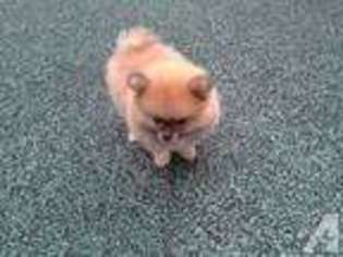 Pomeranian Puppy for sale in NEW ORLEANS, LA, USA