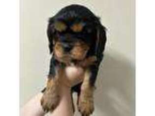 Cavalier King Charles Spaniel Puppy for sale in Jefferson, NC, USA