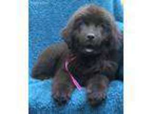 Newfoundland Puppy for sale in Marion, IL, USA