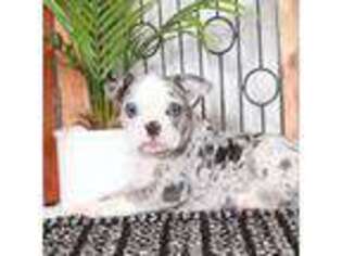 Olde English Bulldogge Puppy for sale in Naples, FL, USA