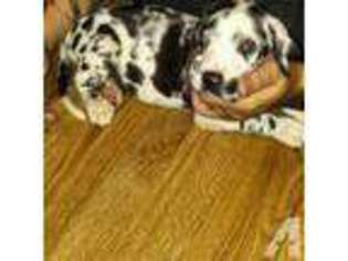 Great Dane Puppy for sale in Avondale, AZ, USA