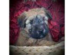 Soft Coated Wheaten Terrier Puppy for sale in Big Timber, MT, USA