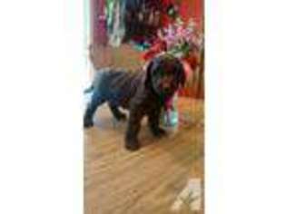 Labradoodle Puppy for sale in JACKSON, GA, USA