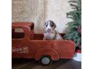Great Dane Puppy for sale in New Market, VA, USA